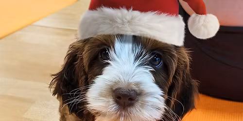 Santa Paws at Paw Yoga