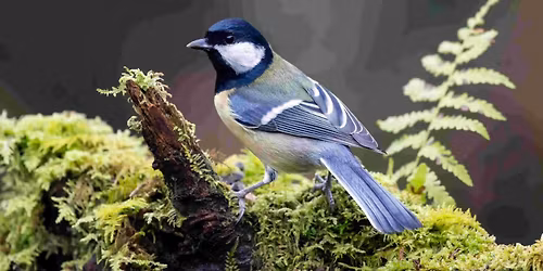 Rencontre avec les oiseaux des jardins : les observer et les reconna\u00eetre