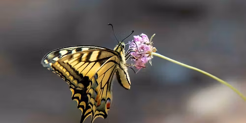 D\u00e9couverte de la biodiversit\u00e9 de Toulon