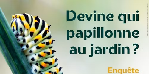 Devine qui papillonne ? Observer et reconna\u00eetre les papillons