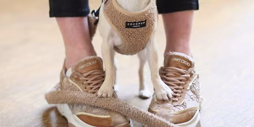 Puppy Training School SW1 Five-Week Course - Saturdays 10am from 10th January 2026