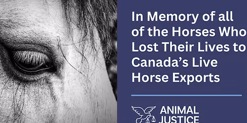 CandleLight Vigil for the Horses Lost to Live Exports
