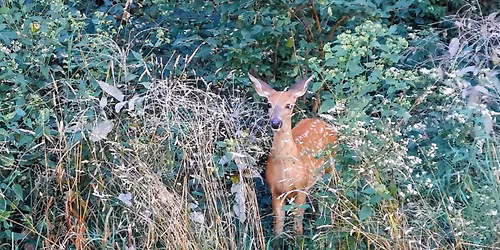 Catherine Chevalier Woods Walk