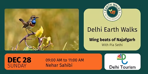 Wing beats of Najafgarh