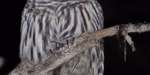 Owl Prowl at CVH Animal Sanctuary
