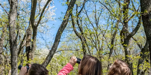 Great Backyard Bird Count