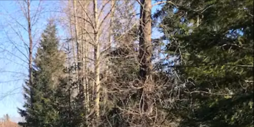 Christmas Tree Chipping and Bottle Drive