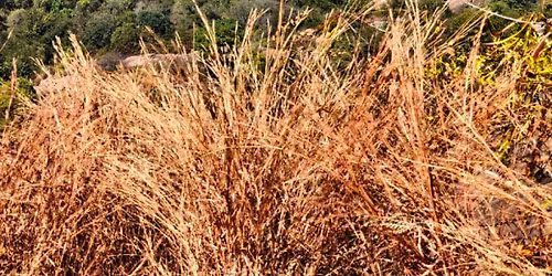 Sholay movie set tour & trek.