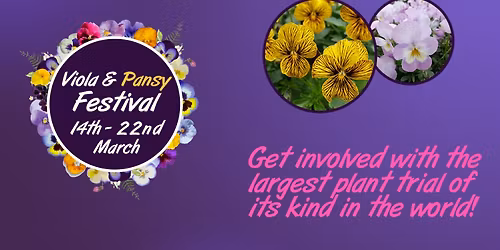 Viola and Pansy Festival 2025
