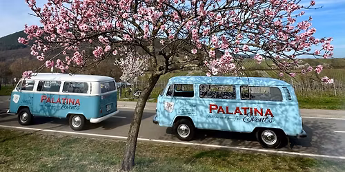 Mandelblütenfahrt im Oldtimerbulli