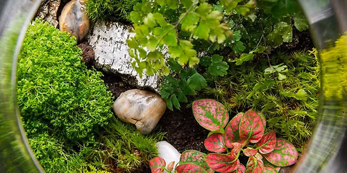 Valentine's Terrarium Workshop