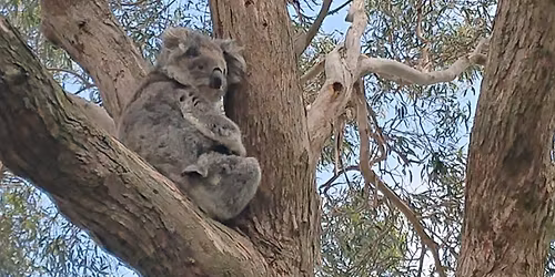 French Island Weekend Experience tour (3 Days Fri-Sun)