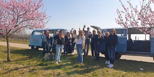Mandelblütenfahrt im Pfälzer Bulli