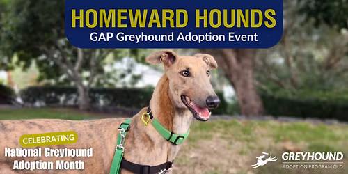 Homeward Hounds Townsville: GAP Greyhound Adoption Event