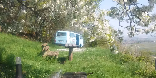 Obstbl\u00fctenfahrt im Oldtimerbulli - Eure Genussreise durch die S\u00fcdpfalz