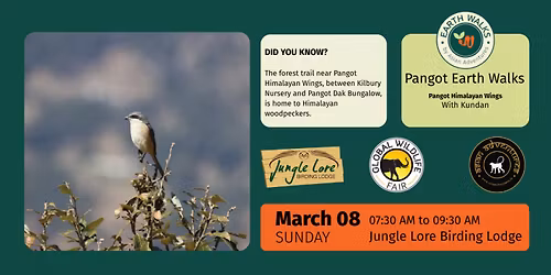 Pangot Himalayan Wings