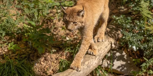 Call of the Carnivores