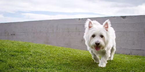 Paws and Miles Walk\/Run