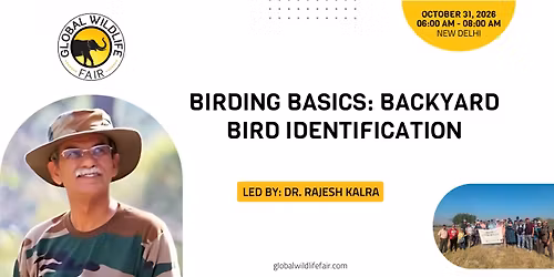 Birding Basics: Backyard Bird Identification