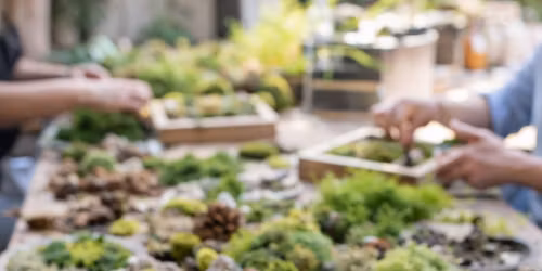 Moss Garden Picture Workshop