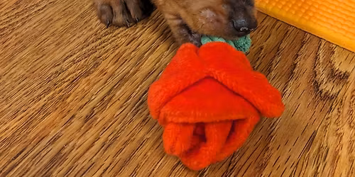 Mother\u2019s Day Dachshund Puppy Yoga