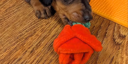 Mother\u2019s Day Dachshund Puppy Yoga