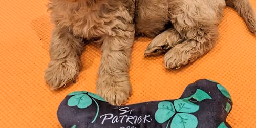 St Patrick's Day Puppy Yoga