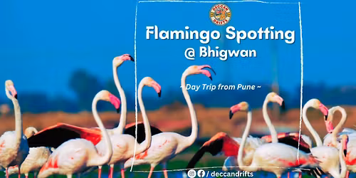 Flamingo Spotting @ Bhigwan by Deccan Drifts