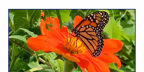 Penn State Master Gardeners of Cumberland County Plant Fest & Sale