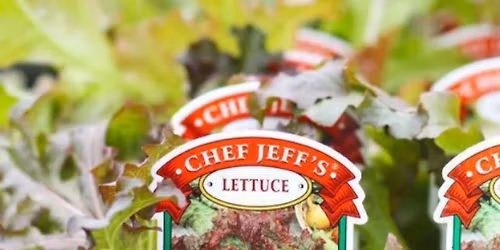 Vegetable Gardening Tips