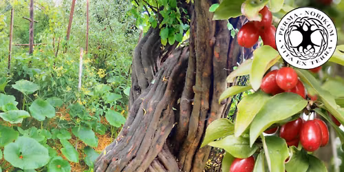 Waldgarten F\u00fchrung in Wels \/ Ober\u00f6sterreich