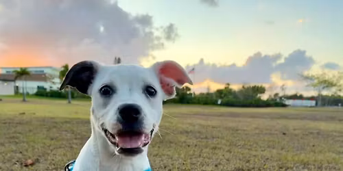 Adoption Days in Boynton