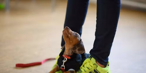 Puppy Training School SW1 Five-Week Course - Saturdays 10am from April 25th