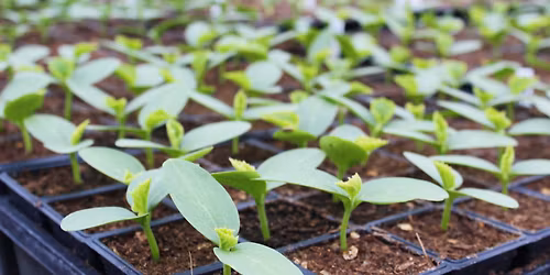 White Barn Farm's 18th Annual Plant Sale