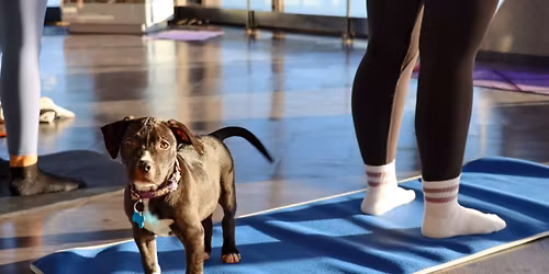 Adoptable Puppy Yoga at 360 CHICAGO Benefitting One Tail at a Time