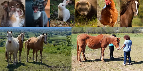 Stage de communication animale en pr\u00e9sence des chevaux