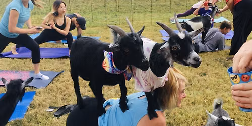 Goat Yoga Class Outside at The Establishment Barn - bring your own mat - cuddle included