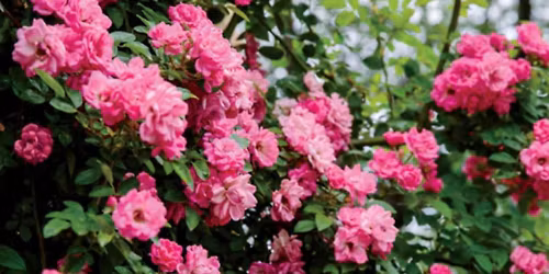 First Look at the 2026 Rose Collection