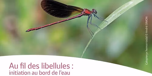 Au fil des libellules : Initiation au bord de l\u2019eau 