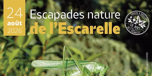 Sauterelles et criquets : des musiciens en herbes 