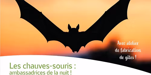 Les chauves-souris : ambassadrices de la nuit 