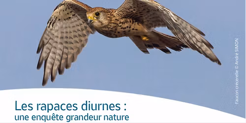 Les rapaces diurnes : Une enqu\u00eate grandeur nature 