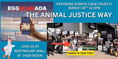 Exposing Sobeys Cage Cruelty\/Vegan feast Contest!