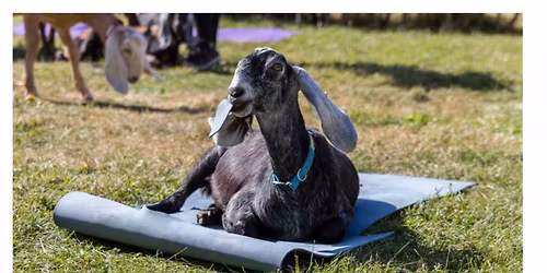 Goat Yoga at TOUCHMARK AT EMERALD LAKE