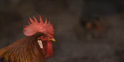 Easter Egg Hunt at B Farm | B Farm | Port Stephens | Newcastle