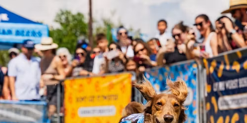 Wiener Dog Derby  