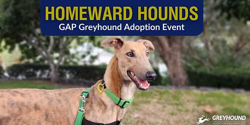 Homeward Hounds Brisbane: GAP Greyhound Adoption Event