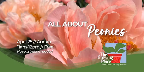 All About Peonies