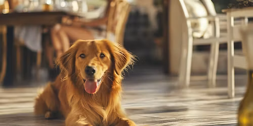 Paw Club: Marina-Side Social for Pets & Owners