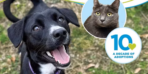 Bissell Pet Foundation's Empty the Shelters